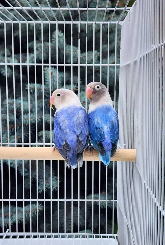 Nerazluchka Opaline Попугай 2 Nerazluchka Opaline Попугай 2