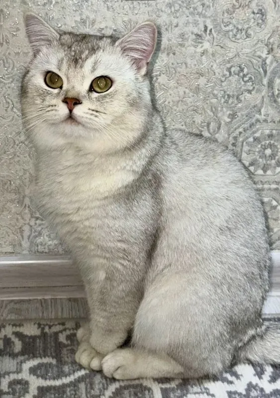 British shorthair silver shinshilla vyazka — фото 3