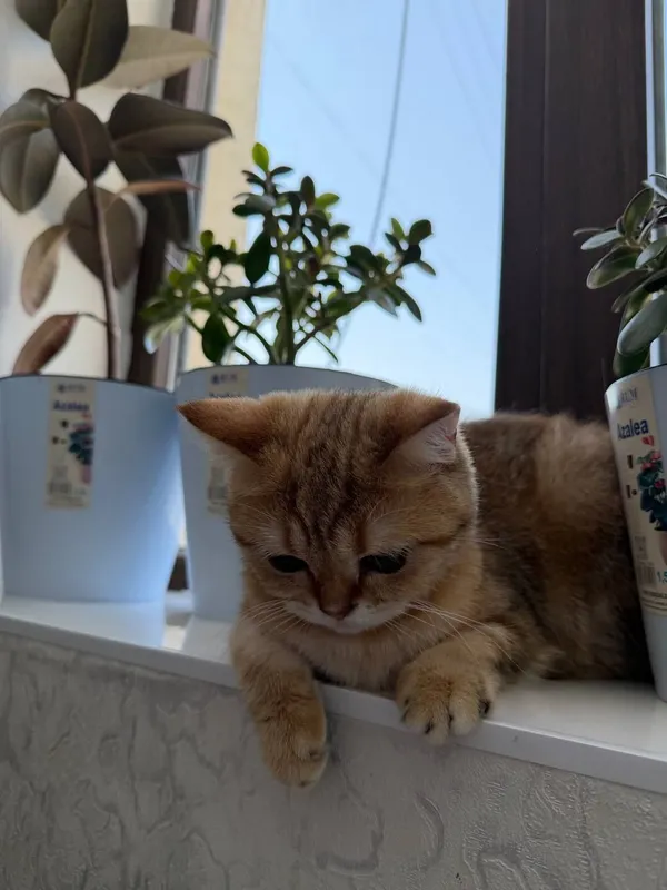 Срочно продаётся 2