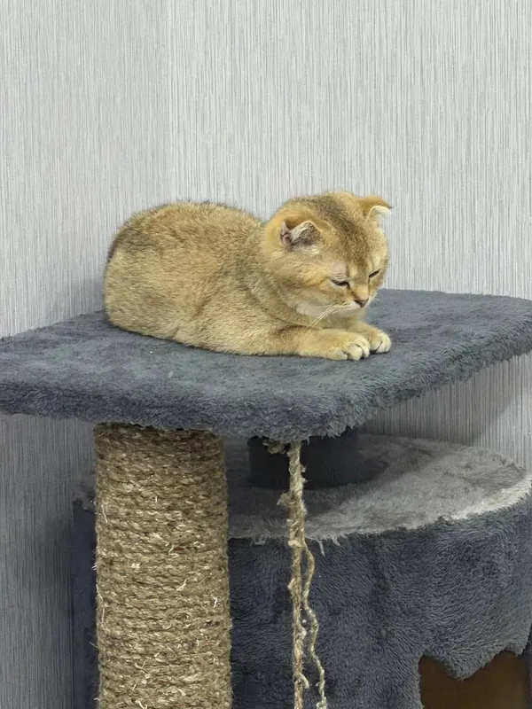 продаётся Породистая кошка Золотая шиншилла — фото 3