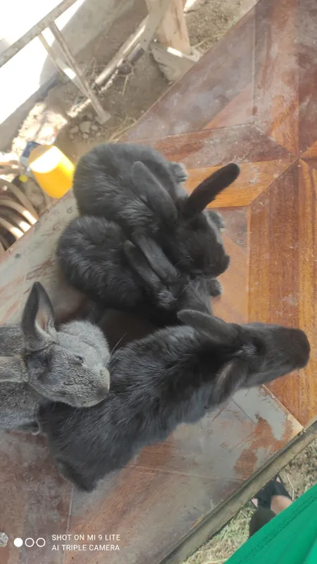 Quyonchalar sotuvda!