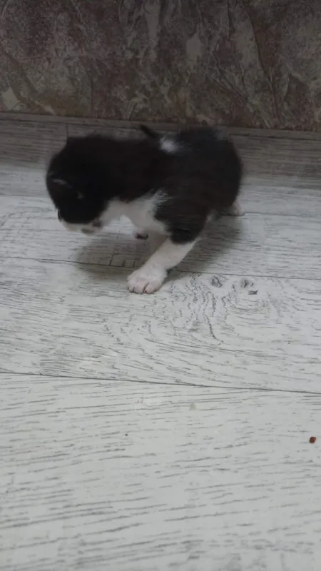 котята даром в хорошие руки