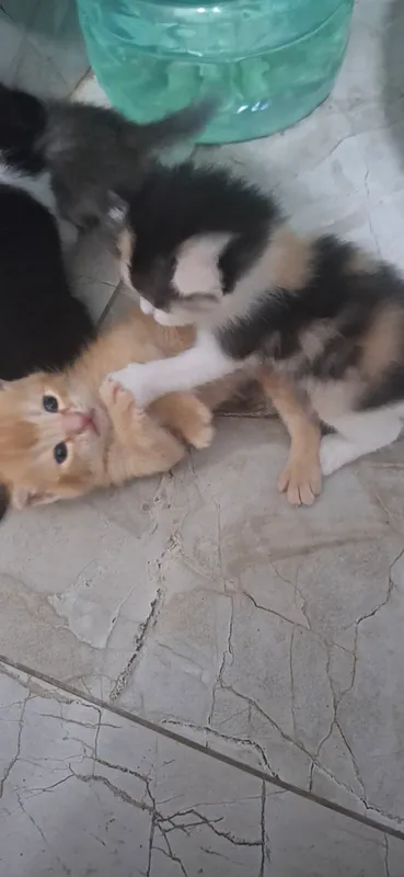 кошка/mushuk 2