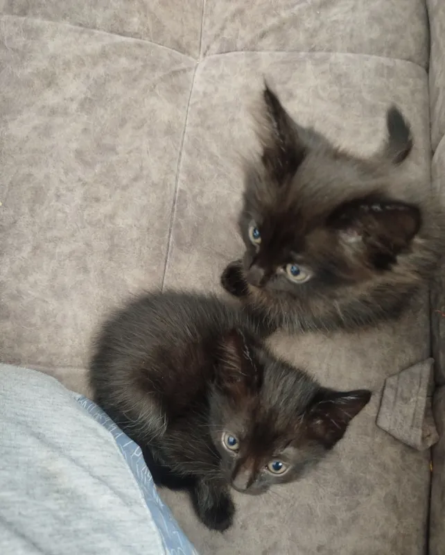 Чёрная кошка, приученная к лотку 1 Чёрная кошка, приученная к лотку 1
