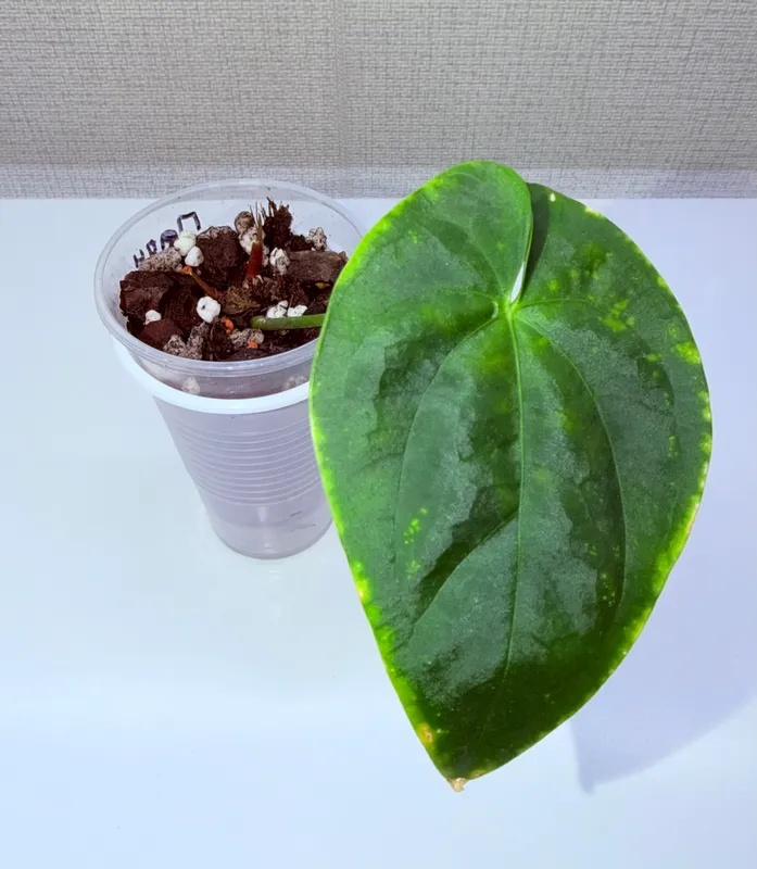 Anthurium, xona o‘simliklari 3 Anthurium, xona o‘simliklari 3