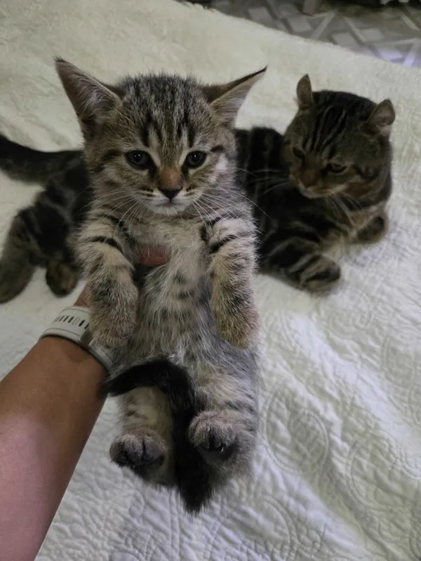 Котенок манчкин.девочка — фото 2