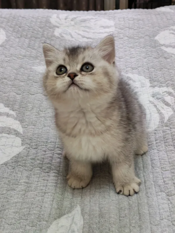 мальчишка серебристая шиншилла — фото 6