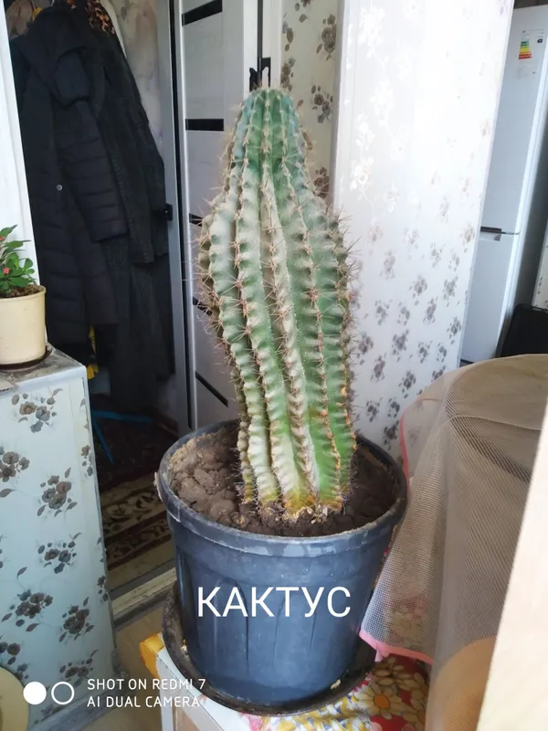 Кактус на горшке 2 Кактус на горшке 2