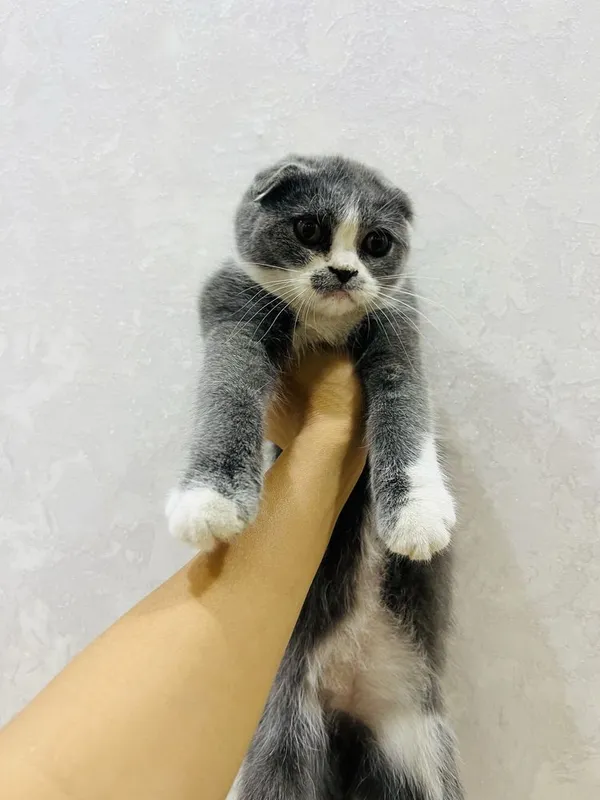 Продаётся кошка девочка — фото 1