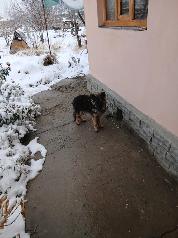 Собака овчарка девочка торг умесен 3