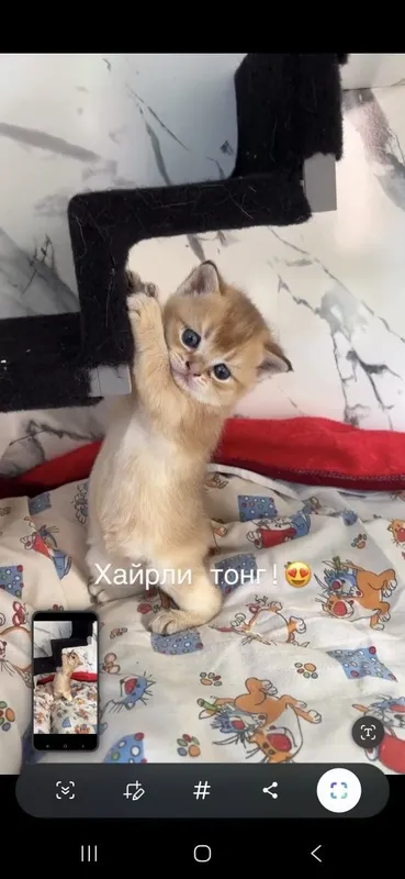 Золотая шиншилла