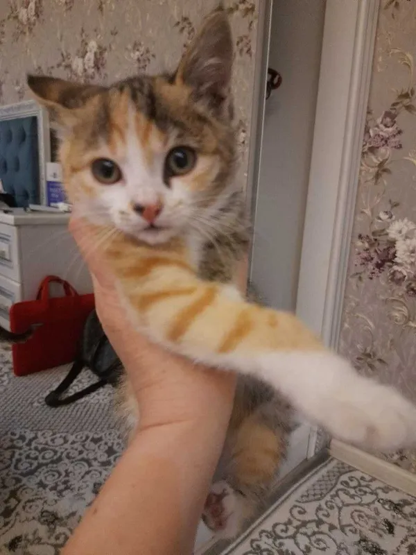 Котенок в добрые руки — фото 3