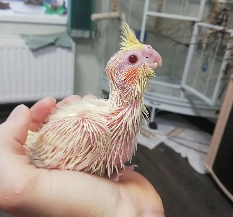 Продам молодую пару корелл. Возраст 1 год 7