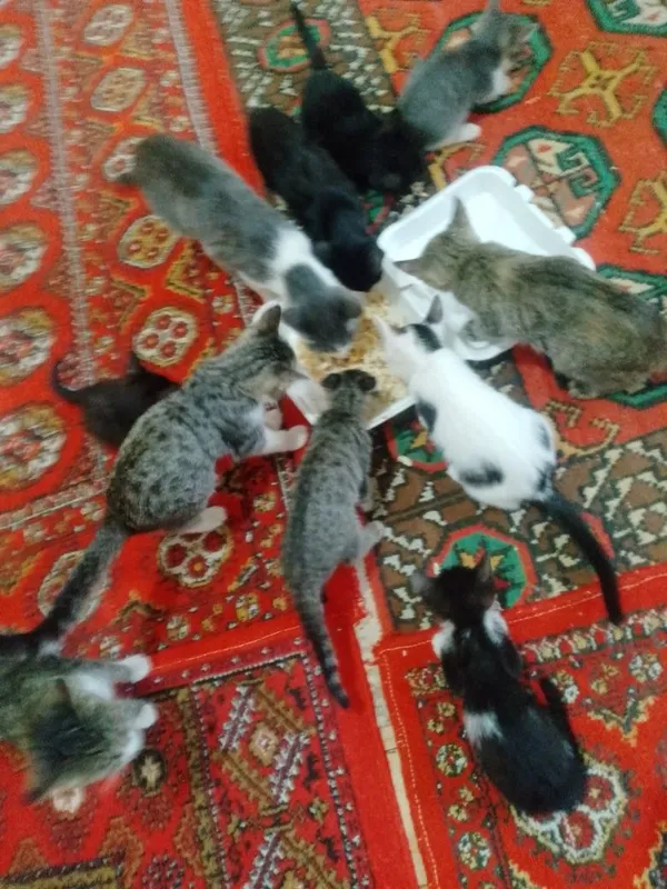 Mushukchalar hadya 2 Mushukchalar hadya 2
