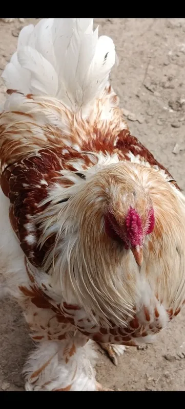 Продаются яйца курей породы брама белое золото — фото 4