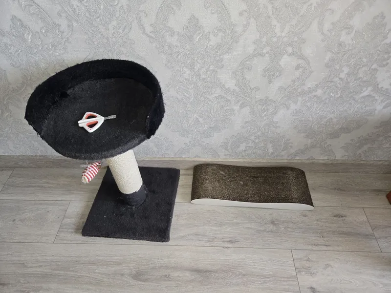 4 котёнка и их ласковая мама ищут добрую семью 8 4 котёнка и их ласковая мама ищут добрую семью 8