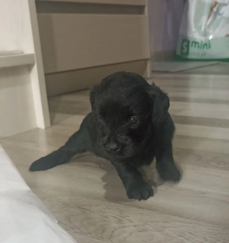 Mini pudel kuchukchalari 4 Mini pudel kuchukchalari 4