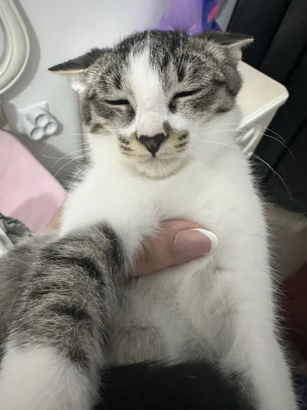 ОТДАЮ котят и их маму, котята на половину шиншила , БЕСПЛАТНО! Bepul! 2 ОТДАЮ котят и их маму, котята на половину шиншила , БЕСПЛАТНО! Bepul! 2
