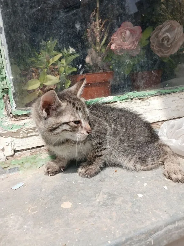 Кошки продаються — фото 3