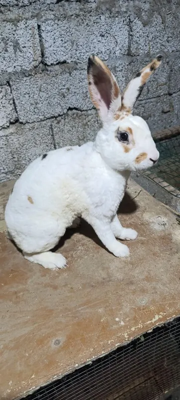Trikalor quyonlar sotiladi 6 Trikalor quyonlar sotiladi 6