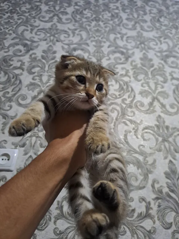 mushuk sotiladi 4 mushuk sotiladi 4