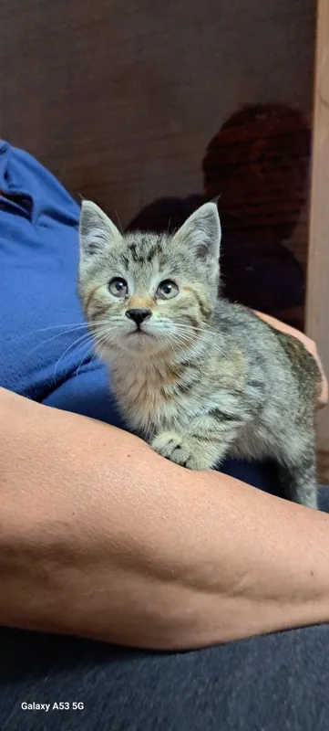 Котодевочка 2 мес.