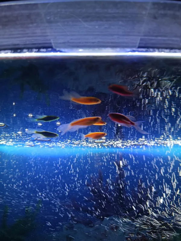 Baliq danio kotta boʻp qogan 5ta Baliq danio kotta boʻp qogan 5ta