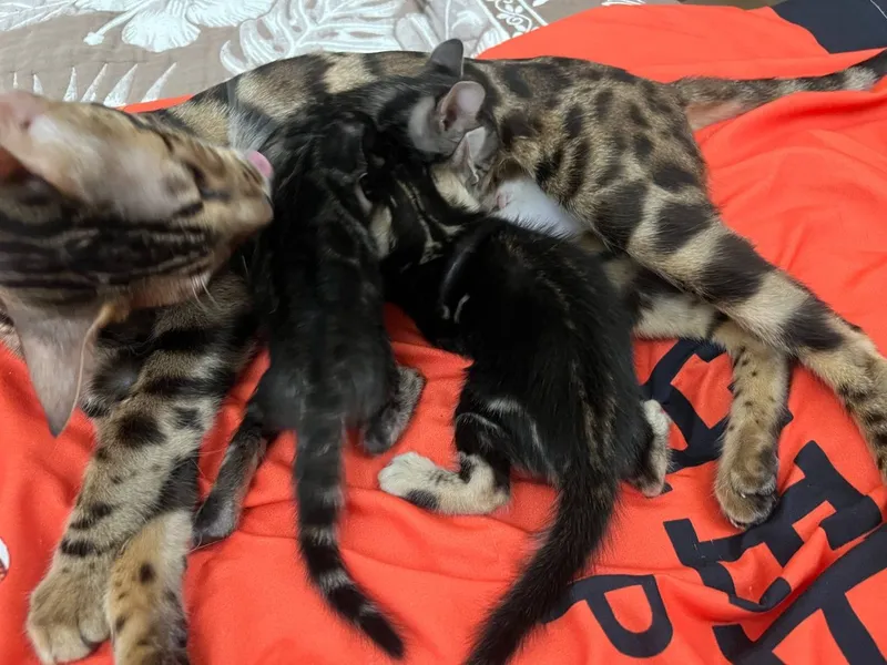 Бенгальский котята — фото 3