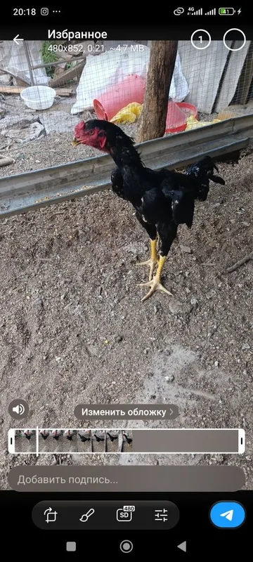 10 oyli joja sotiladi 5