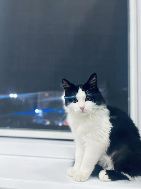 Mushukga urmoq Dumba fotosuratidagi sham