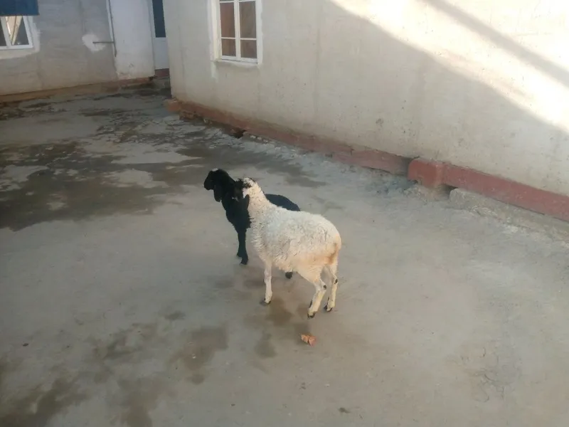 Egiz. Barralar sotiladi 5