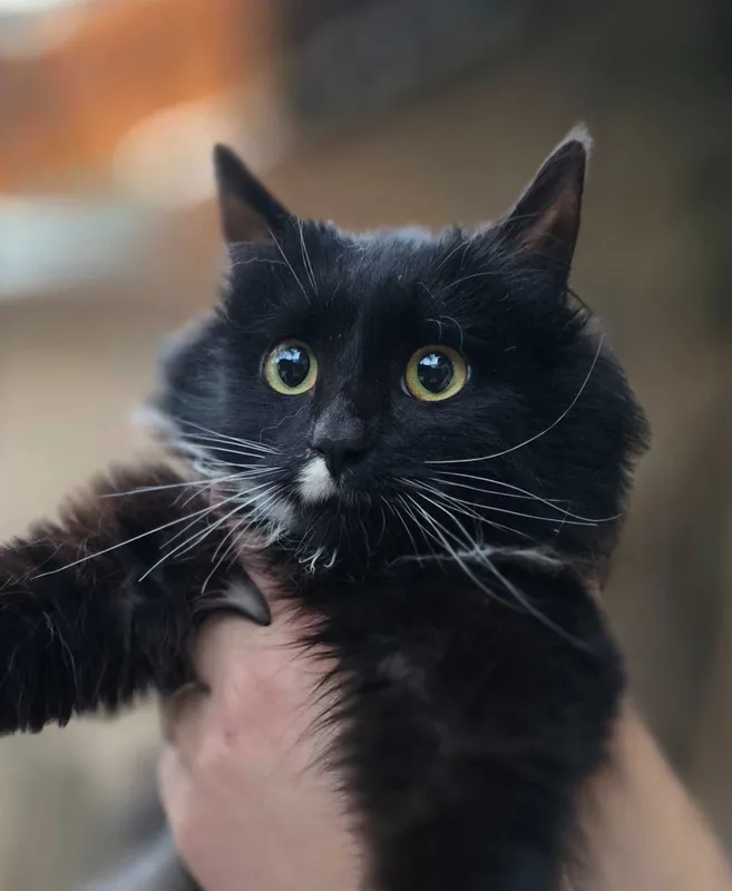 Котёнок, 6 месяцев — фото 1