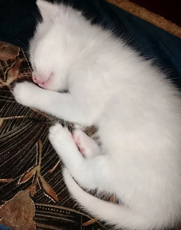 Turkish angora bir oyu ikki hafta oʻgʻil bola 2 Turkish angora bir oyu ikki hafta oʻgʻil bola 2
