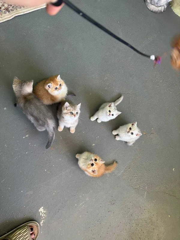 Продается котята — фото 1
