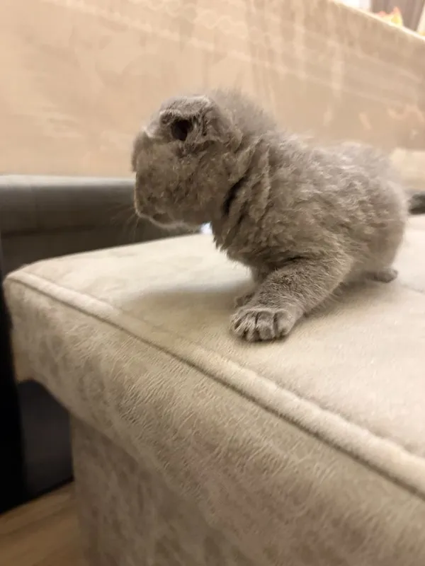 Mushuk Scottish Fold 4 Mushuk Scottish Fold 4