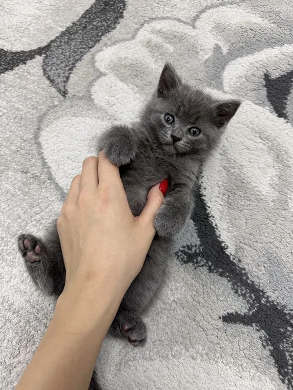 Шотландские котята Скоттиш Фолд и Скоттиш Страйт — фото 2