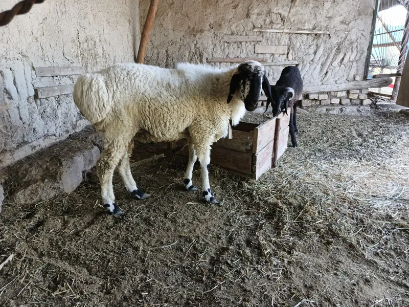 Qoʻchqor. Toza qoraquloq, qoʻylarga qoʻshish uchun zoti toza 3