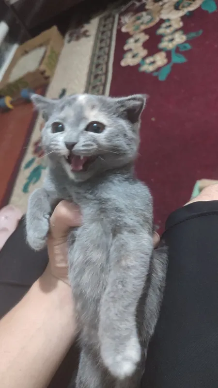 Котенок скотиш фолд 5 Котенок скотиш фолд 5