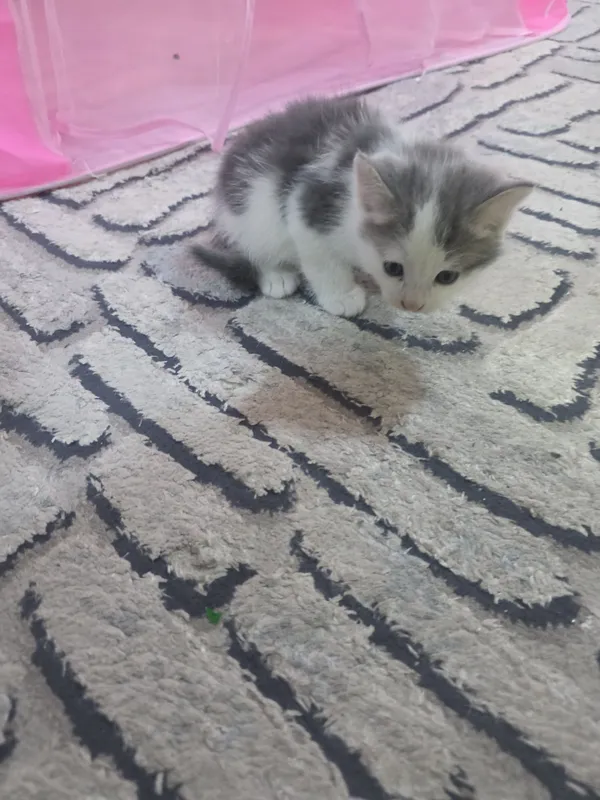 Продаются котята — фото 1