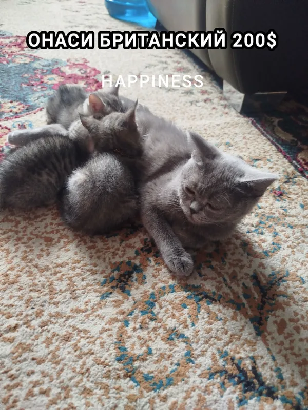 британский кошка — фото 4