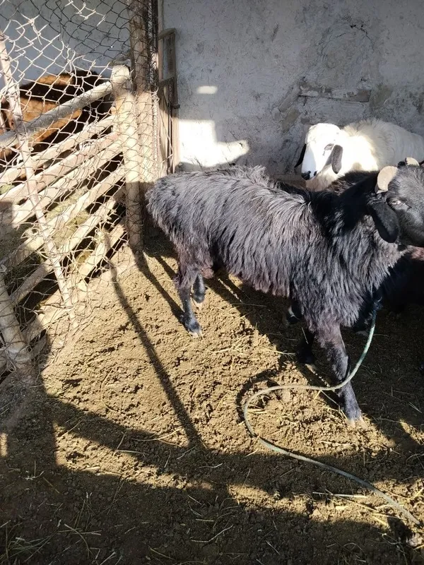 Qoʻchqor sotiladi narxi 6000. Milion