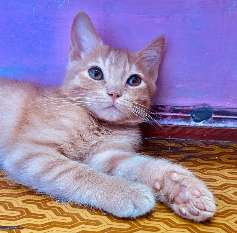 Котята 4 месяца . Два мальчика отдадим в хорошую добрую семью . 1 Котята 4 месяца . Два мальчика отдадим в хорошую добрую семью . 1