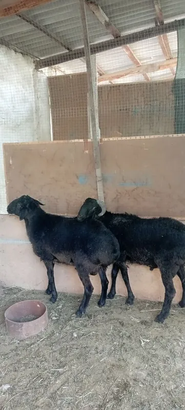 Кучкорлар сотилади 4