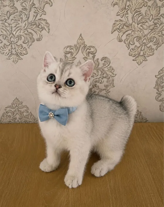 Серебристий шиншила — фото 1