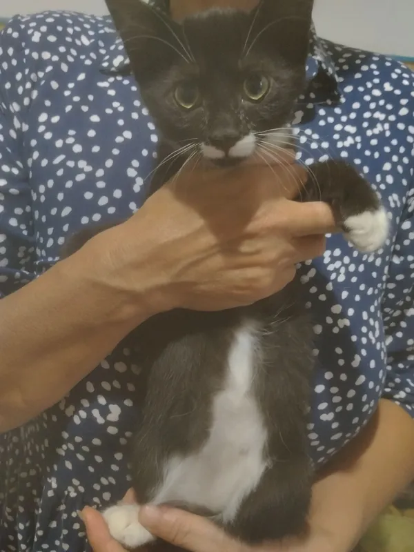 котята. 1 котята. 1
