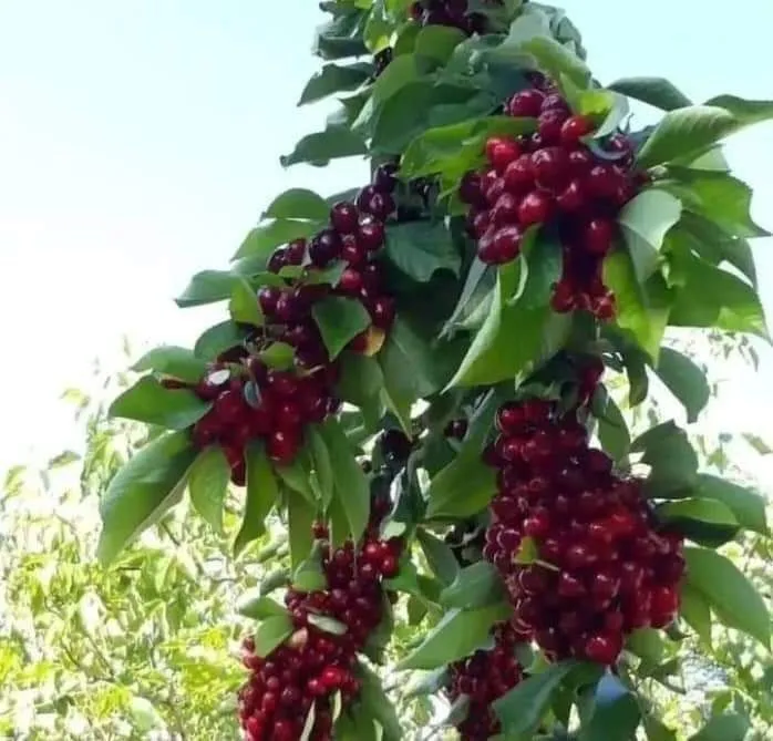 Гилос кучатлар сотувда — фото 3