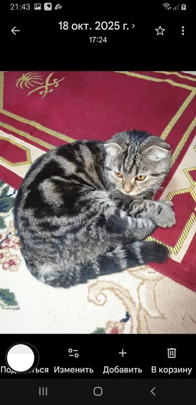 Отдам кошку с котятами — фото 2