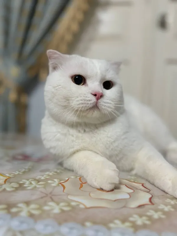 Британский длинношёрстный кот (привит) 1