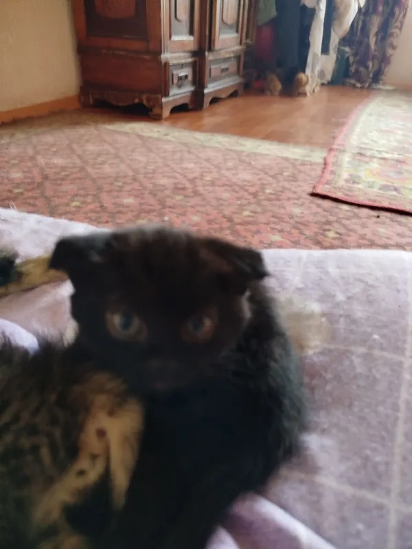 продаются котята — фото 3 продаются котята — фото 3