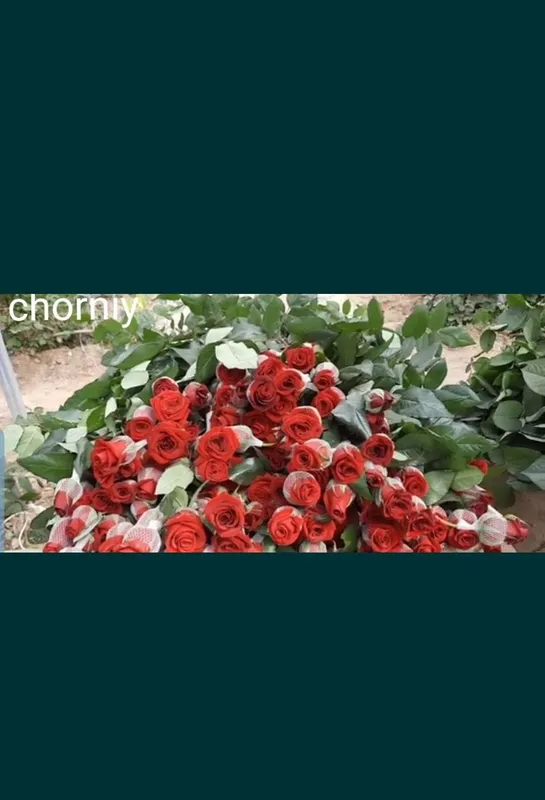 Atirgul va gilos koʻchatlari